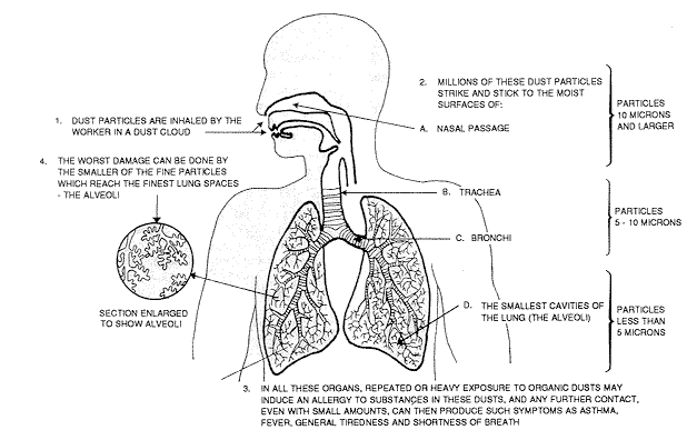 Your Lungs, Toxins To Avoid, Images, And Tips For Lung Health